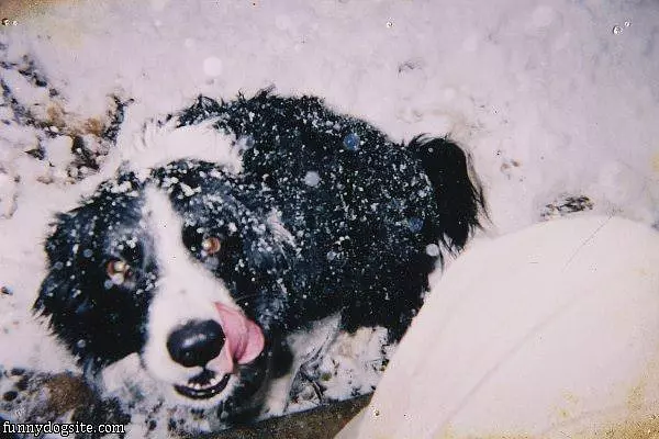 Snowy Day