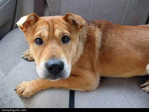 Dog In Back Seat