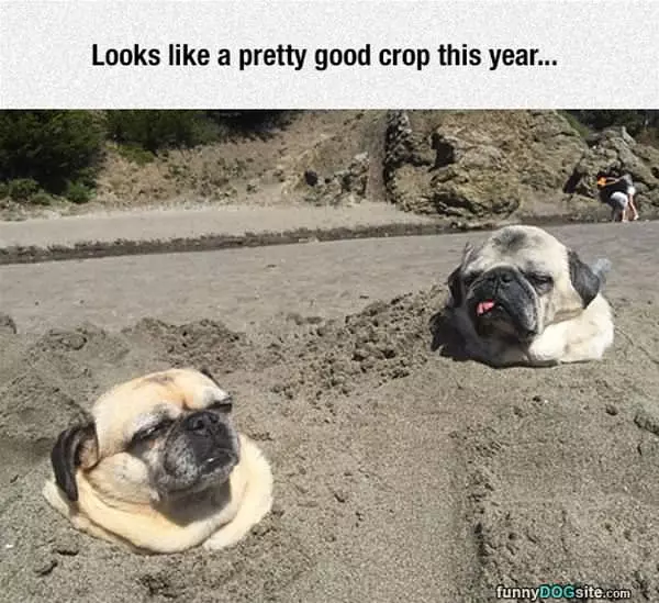 Good Crop This Year