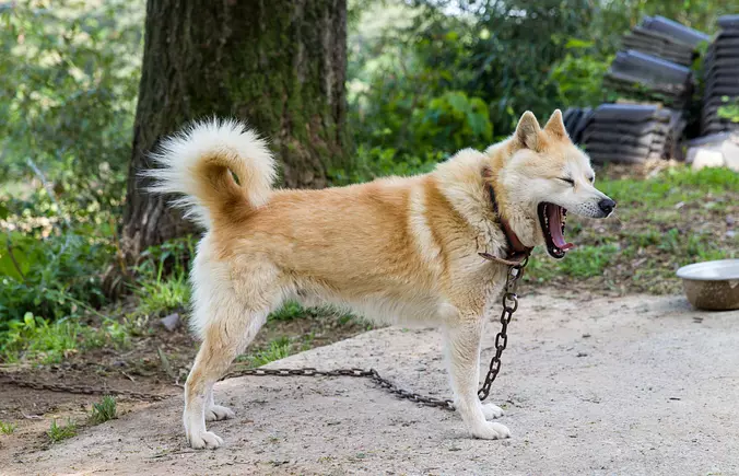 Brown Jindo