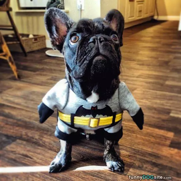 Bat Dog