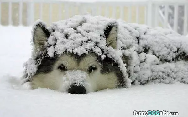 I Love The Snow