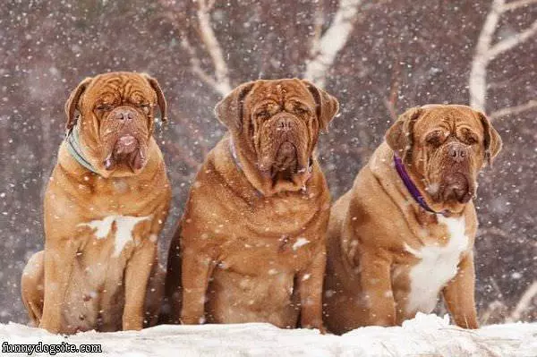 Enjoying The Snow