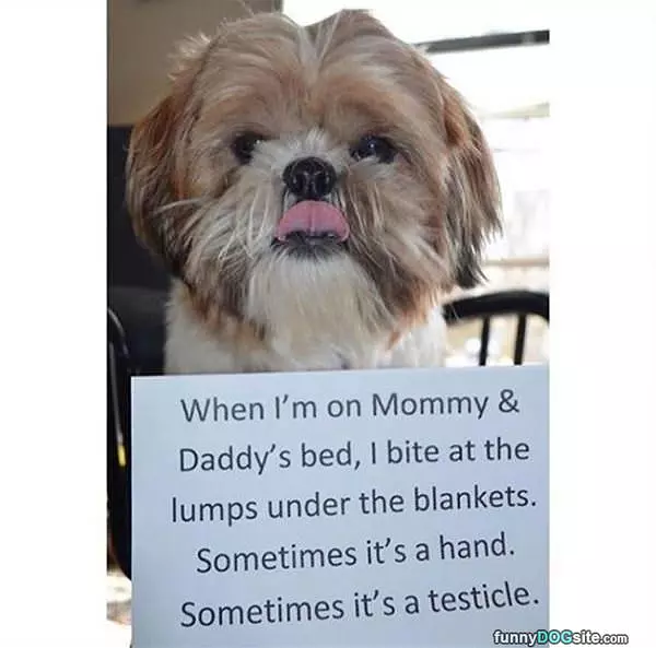 I Bite It All