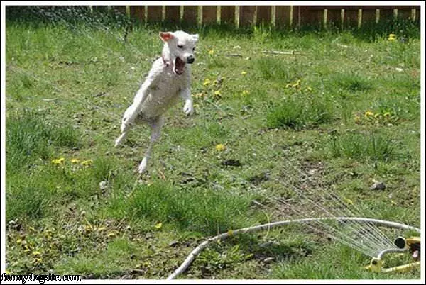 Jump Attack