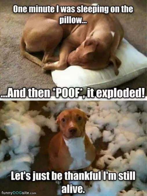 Poof It Just Exploded