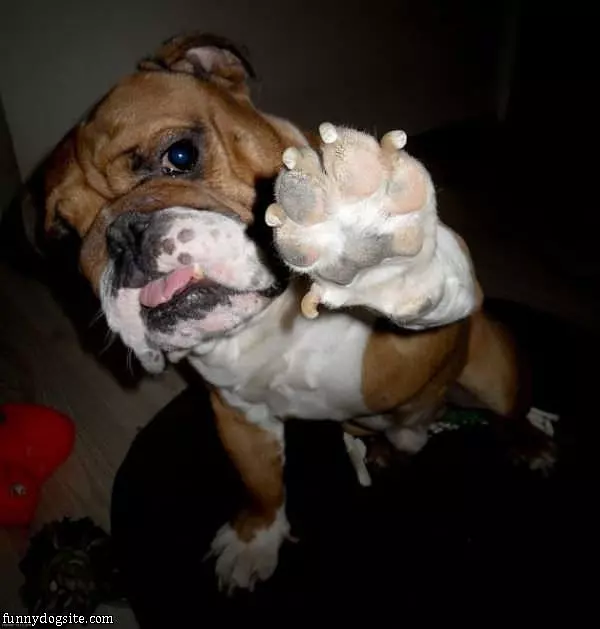 Gimme A High 5