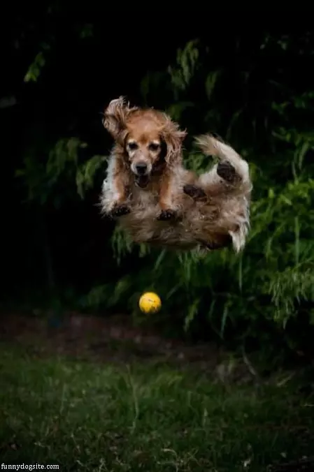 Gymnast Fetcher