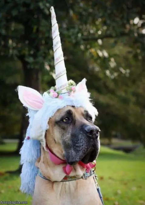 Unicorn Dog