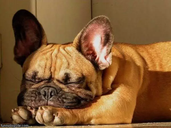 Sleeps Funny