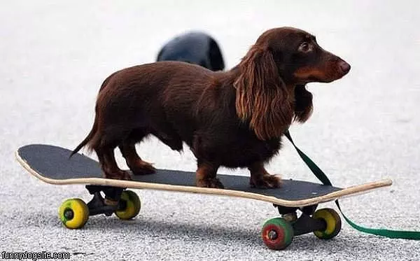 Skateboarder Dog