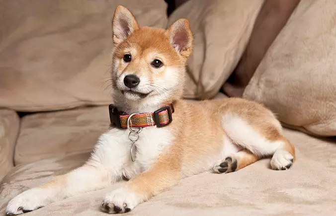 Shiba inu cute