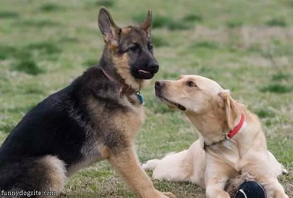 Sniff Sniff