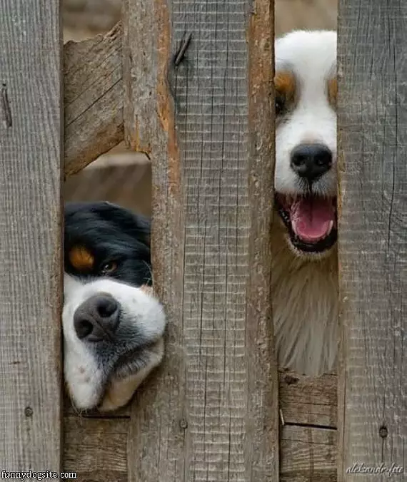 Hey Guys Let Us Out