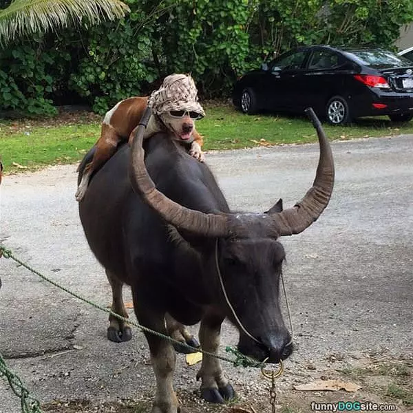 The Bull