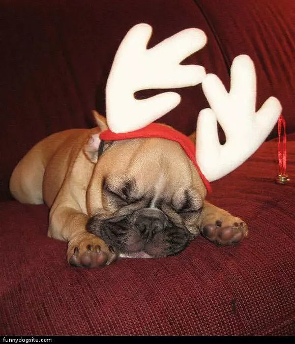 Dog With Antlers