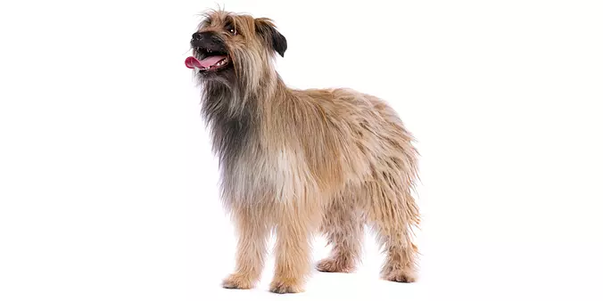 Pyrenean Shepherd