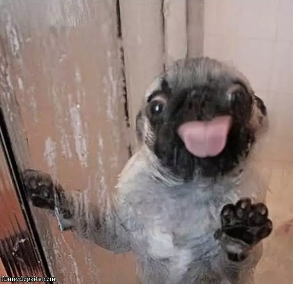 Licky Licky
