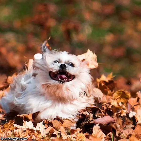 I Love The Fall