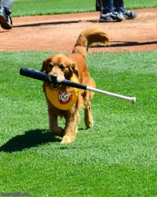 Fetched The Bat