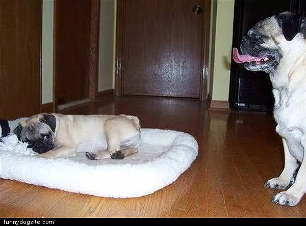 Couple Of Pugs