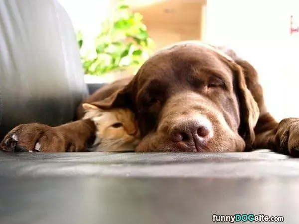 Blanket Ear