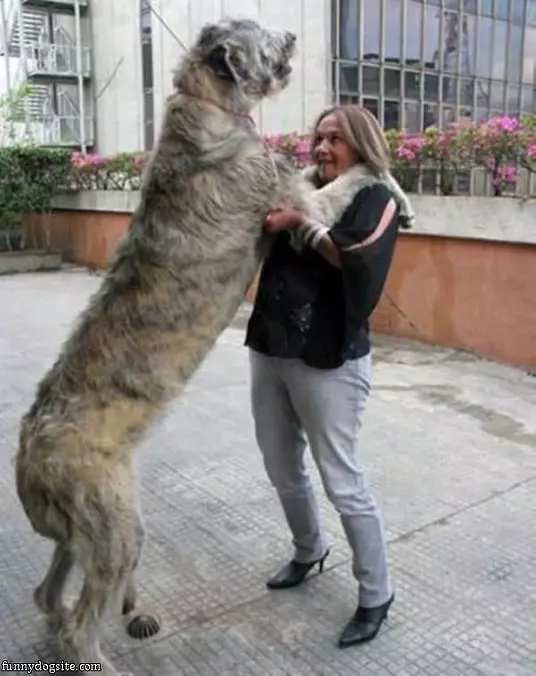 Now Thats A Dog
