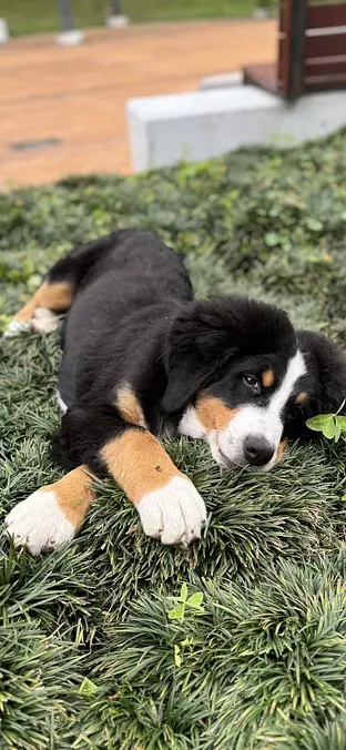 Bernese Mountain