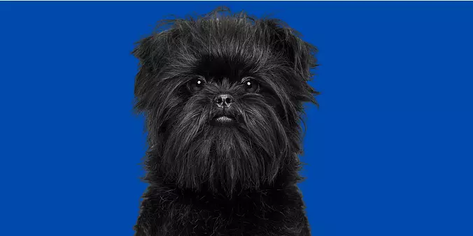 If chewbacca was an Affen P...