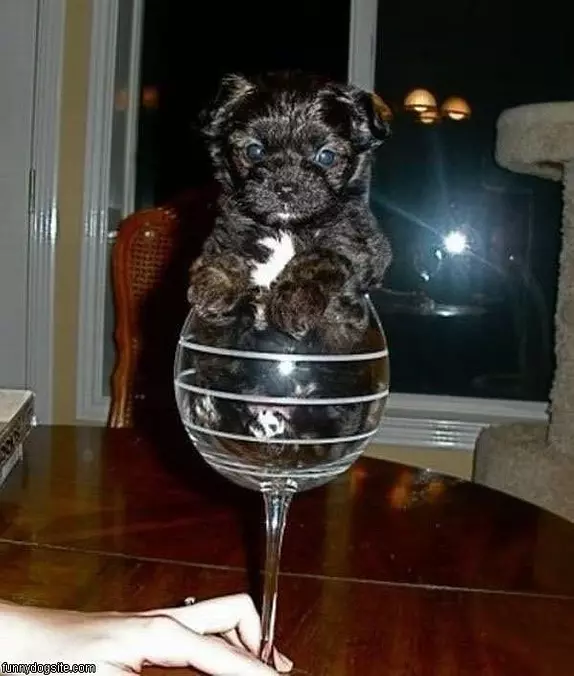 Glass Of Puppy