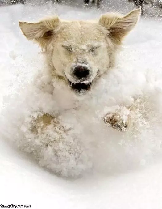 Snowball