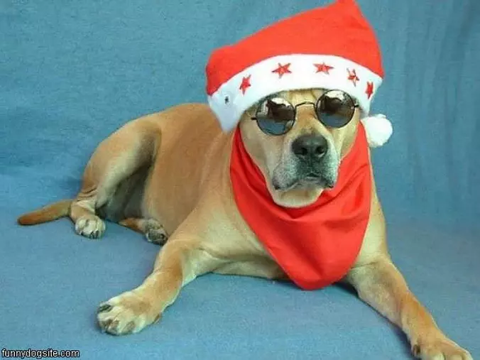 Cool Xmas Dog