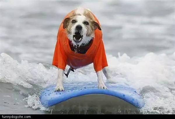 Surfing Dog