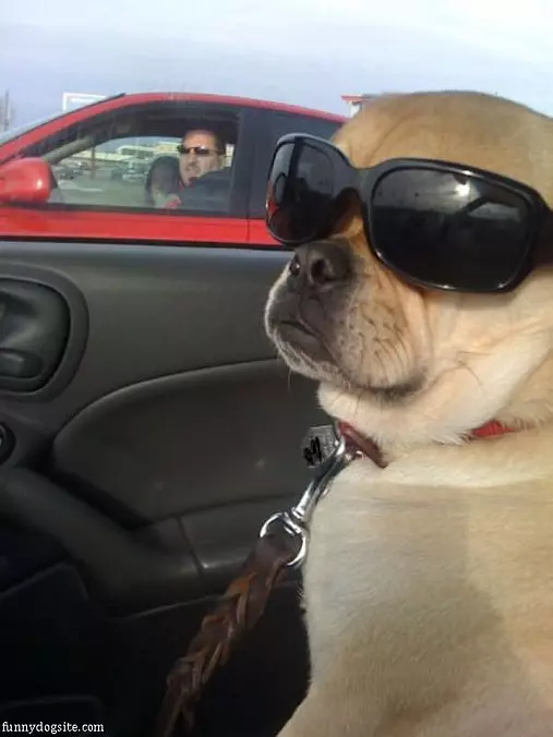 Cool Dog Is Cool