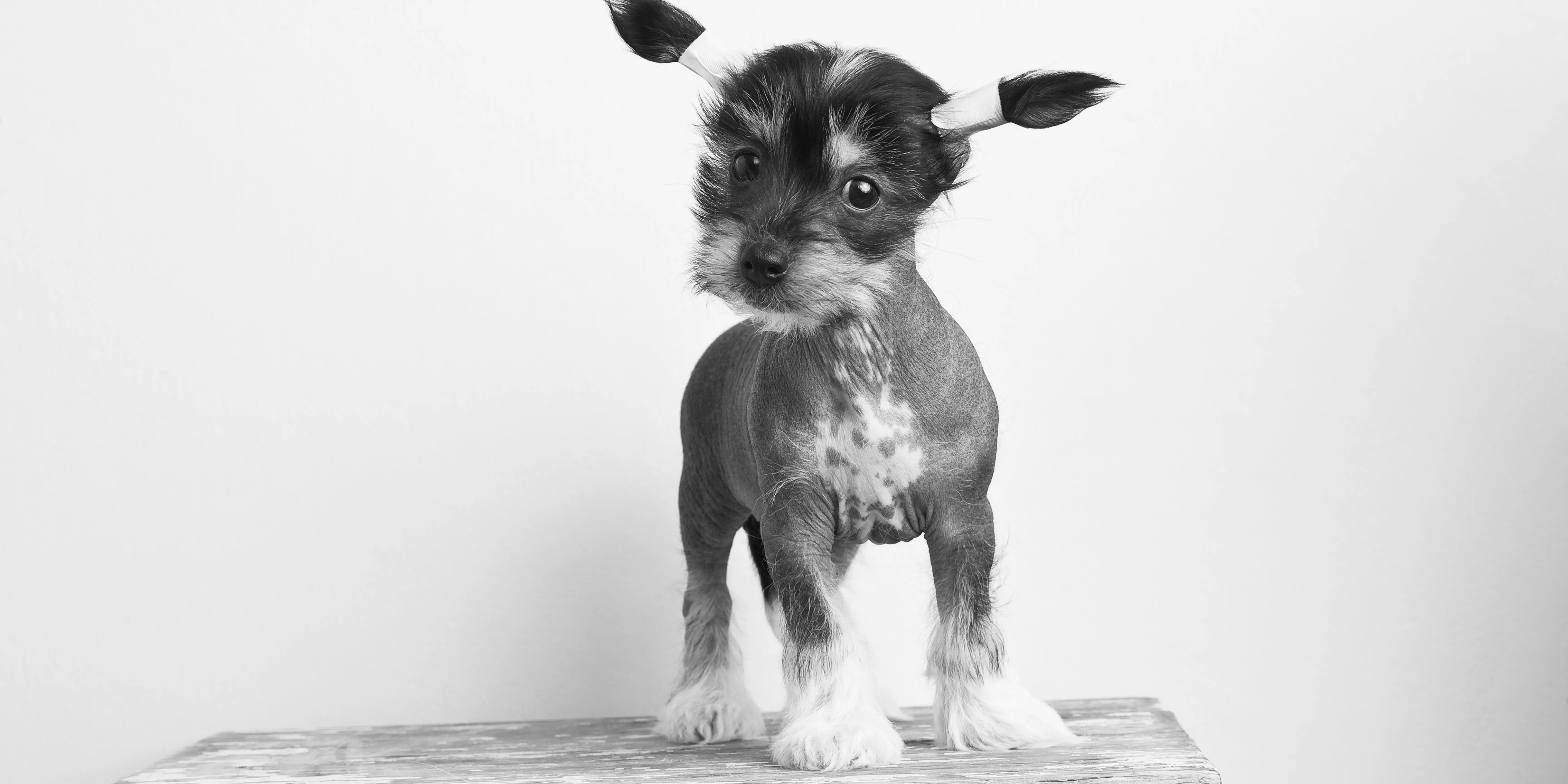 Chinese Crested