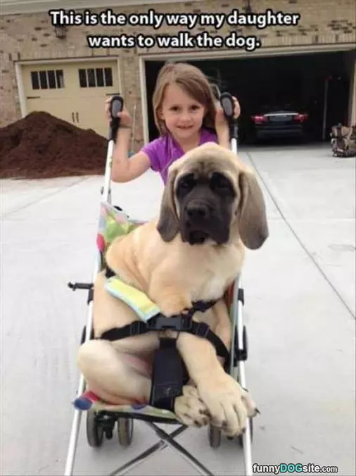 How I Walk The Dog