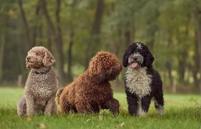 Spanish Water Dog family