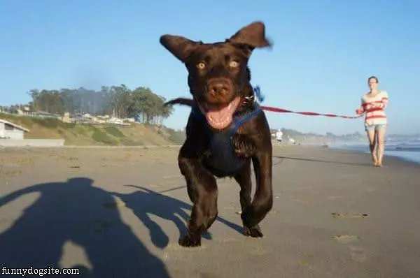 Happy Pup