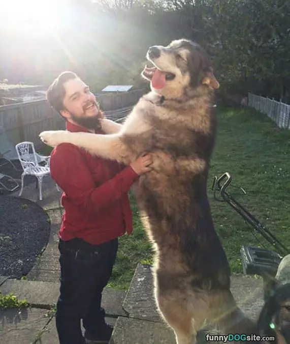 Tall Dog