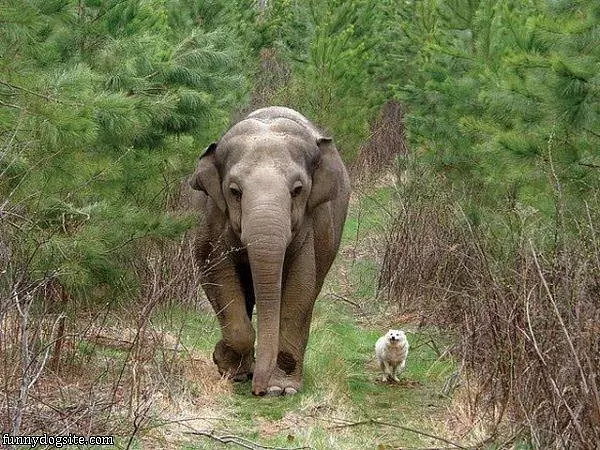 Run Run Run