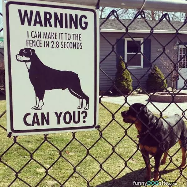 This Dog Is Fast