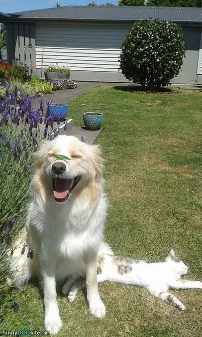 Hahaha You So Funny