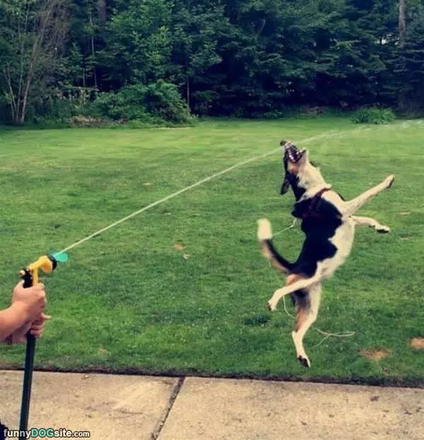 Jumping For My Water Treat