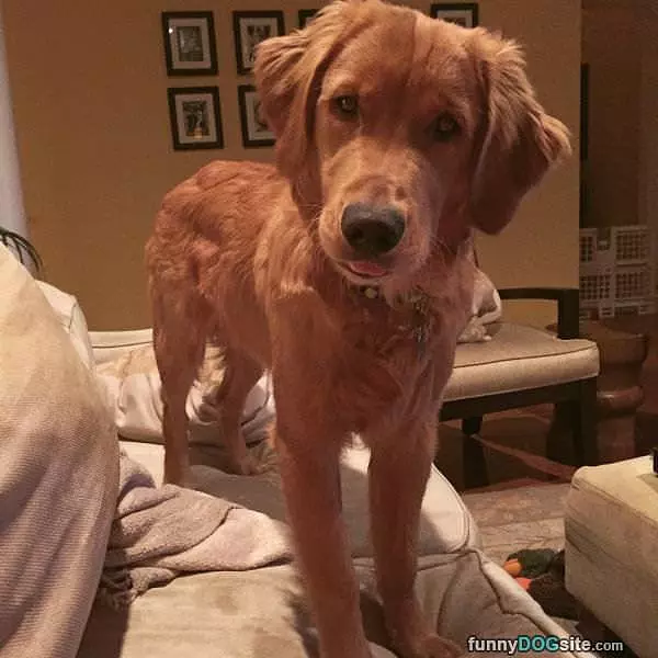 Woofies