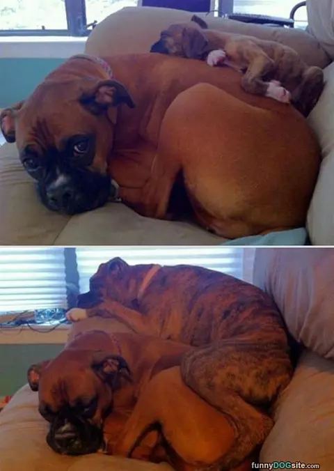My Buddy Got Bigger