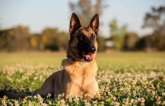 Belgian Malinois looking
