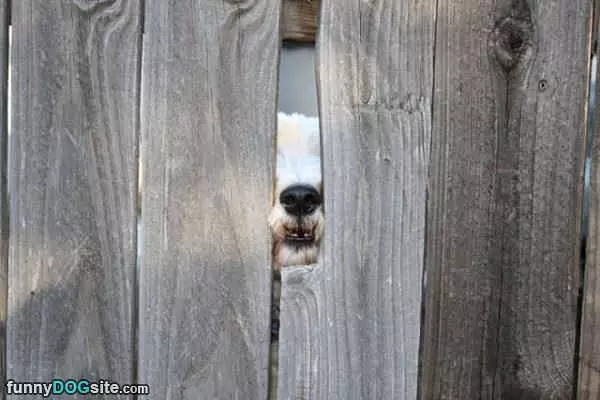 Ruff Ruff