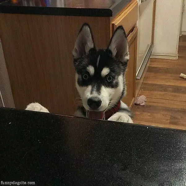 Wooof Woof Woof