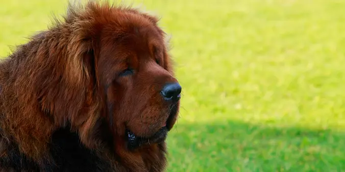 Tibetan Mastiff closeup