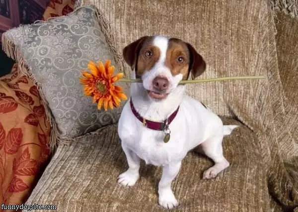 This Flower Is For You